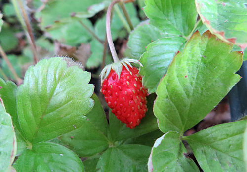 erdbeere2